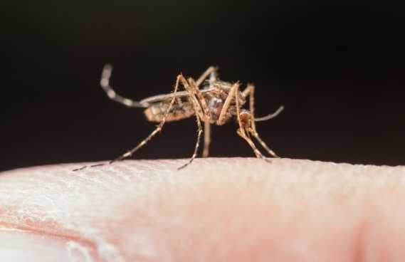 Waspada Kasus DBD di Garut Meningkat di Tahun 2025